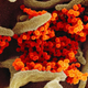 Partículas de Coronavirus vistas al microscopio electrónico.